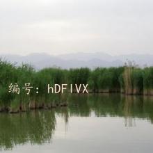 ȫ