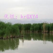 ȫ
