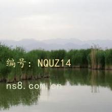 ǱĬ