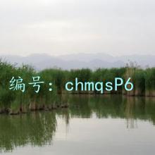 Ⱦ