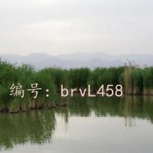 ǱĬ