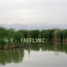 ĩ